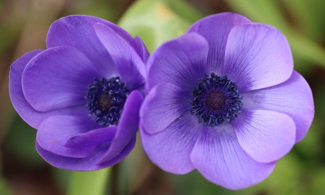 A pair of purple anemone flowers