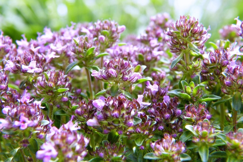 Purple creeping thyme flowers