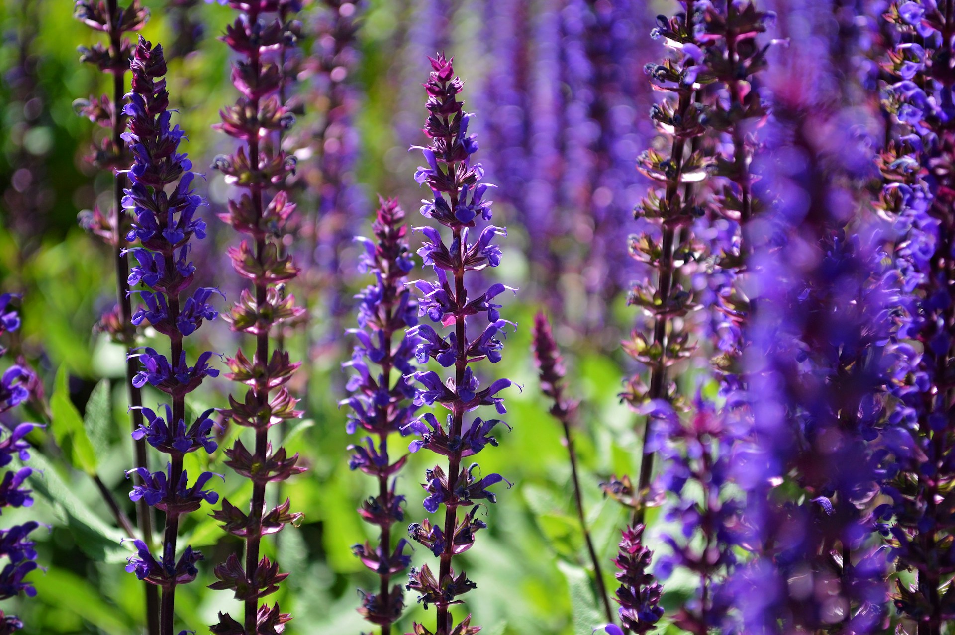 Purple salvia