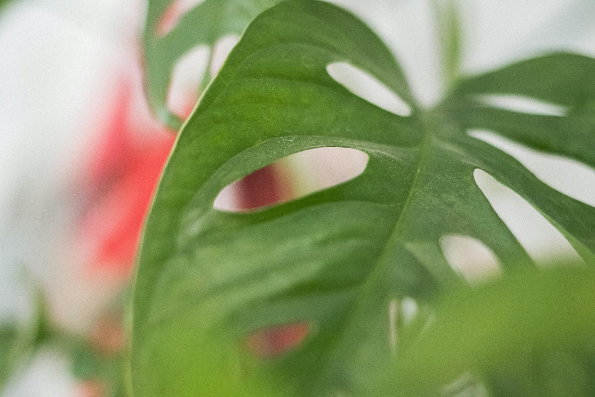 Swiss cheese closeup