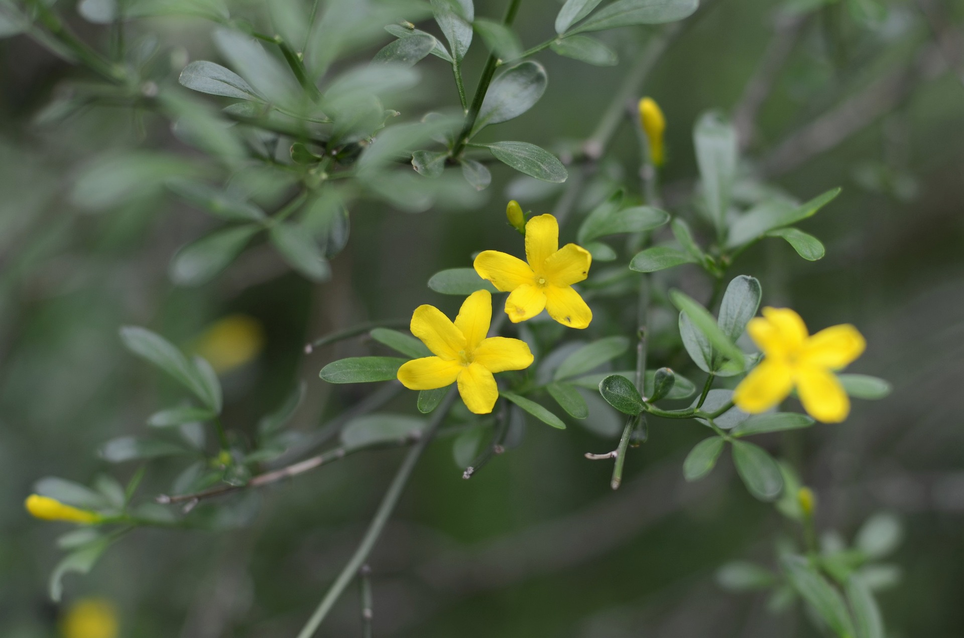 Yellow jasmine
