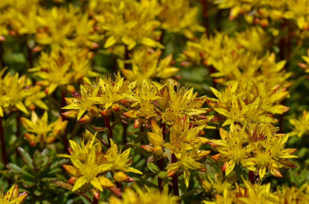 Yellow sedum flowers