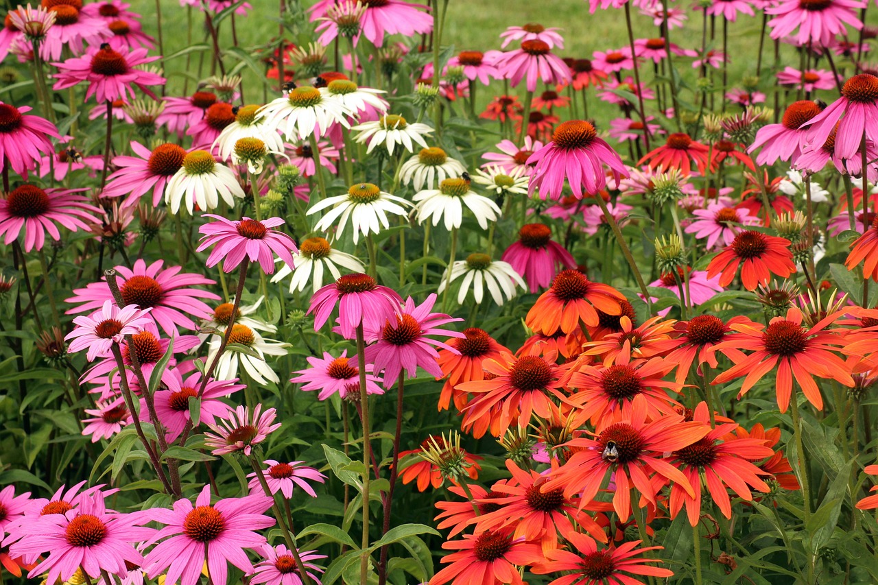 An assortment of pink, white, and red coneflowers