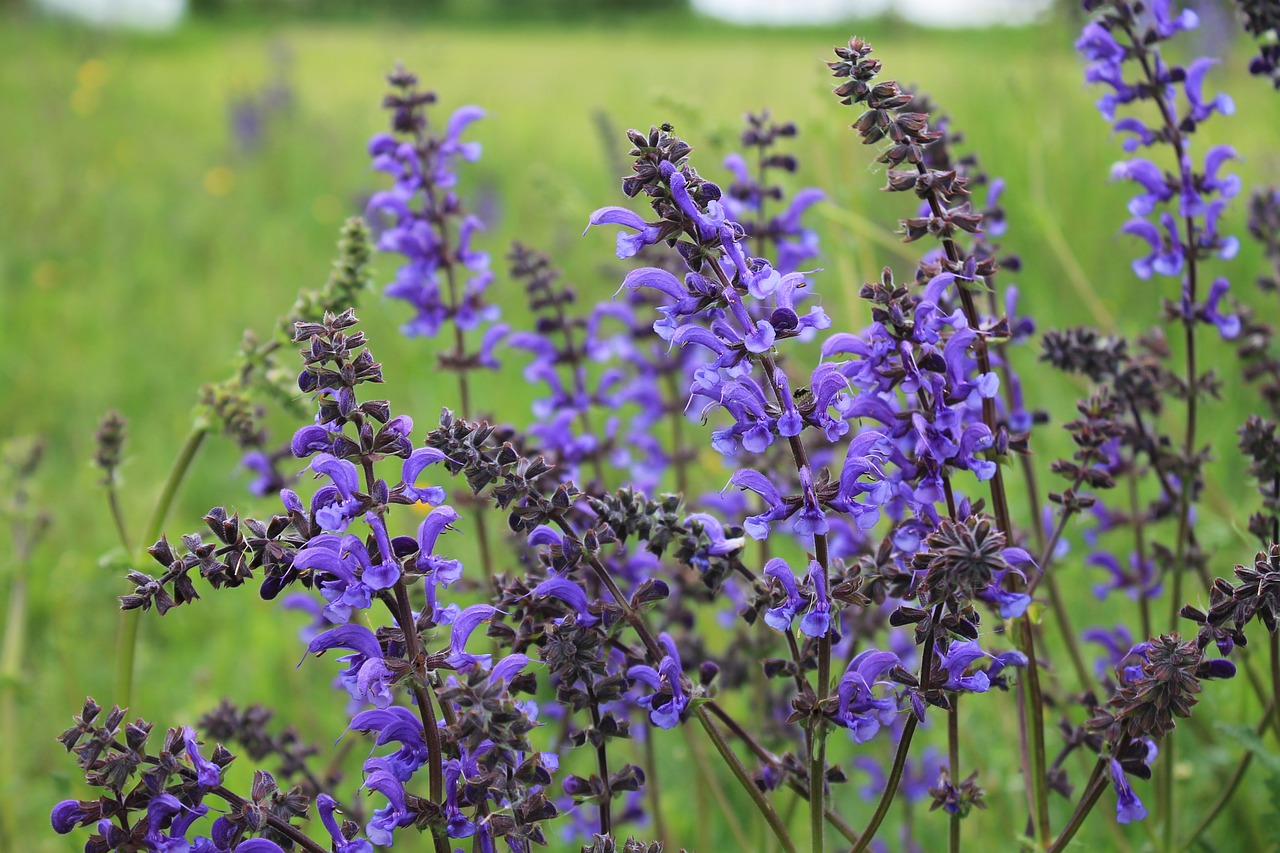 Blue sage flowers