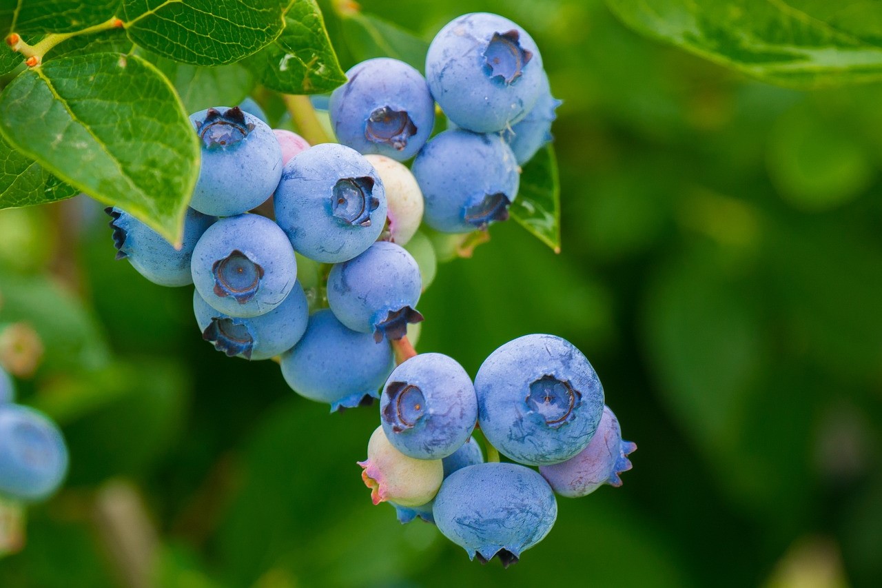 Blueberries on a blueberry bush