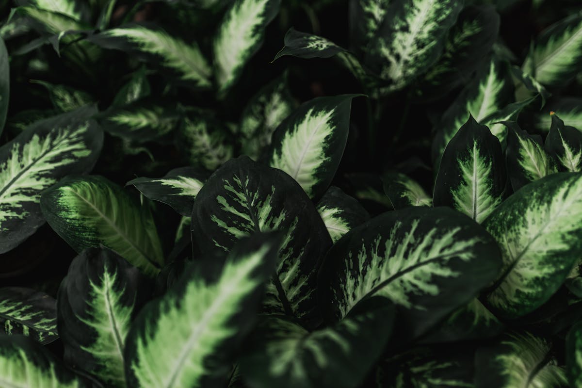 Dark green dieffenbachia plants