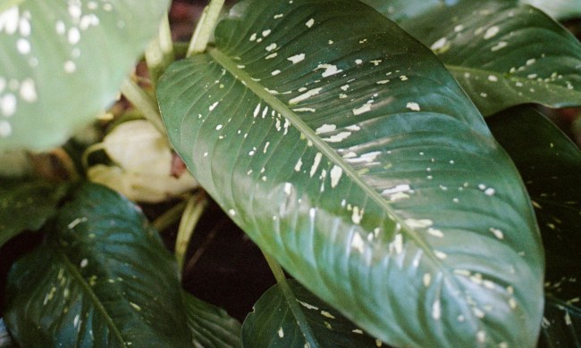 Green dieffenbachia leaves