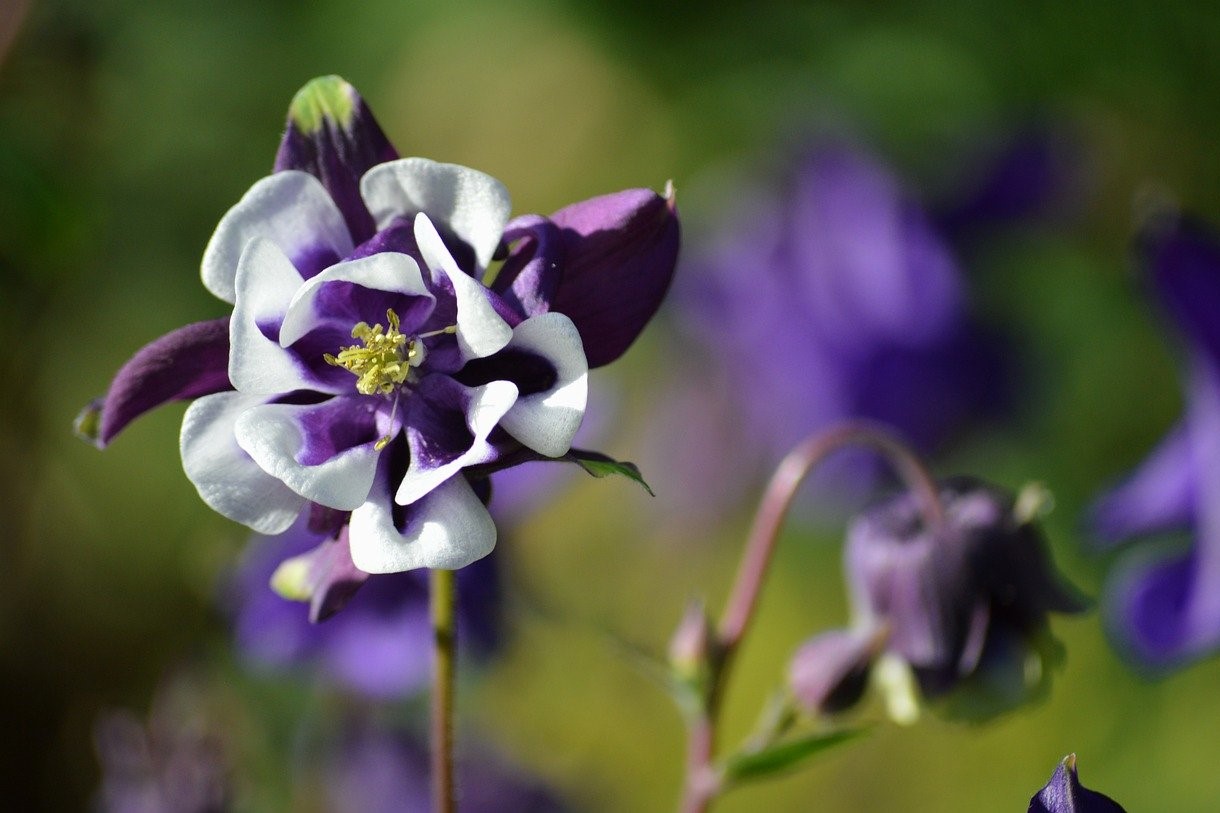 Purple columbine flower