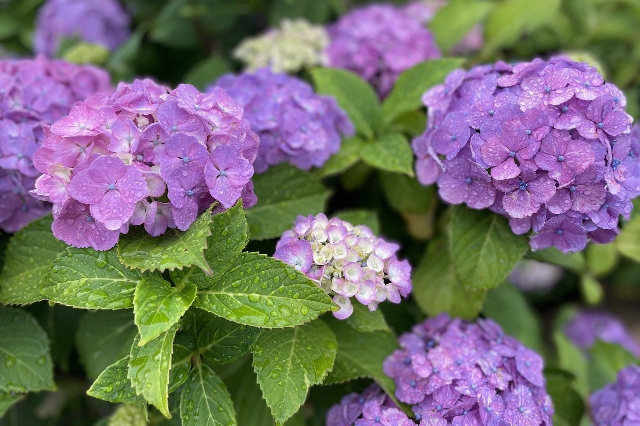 When do hydrangeas bloom? HappySprout