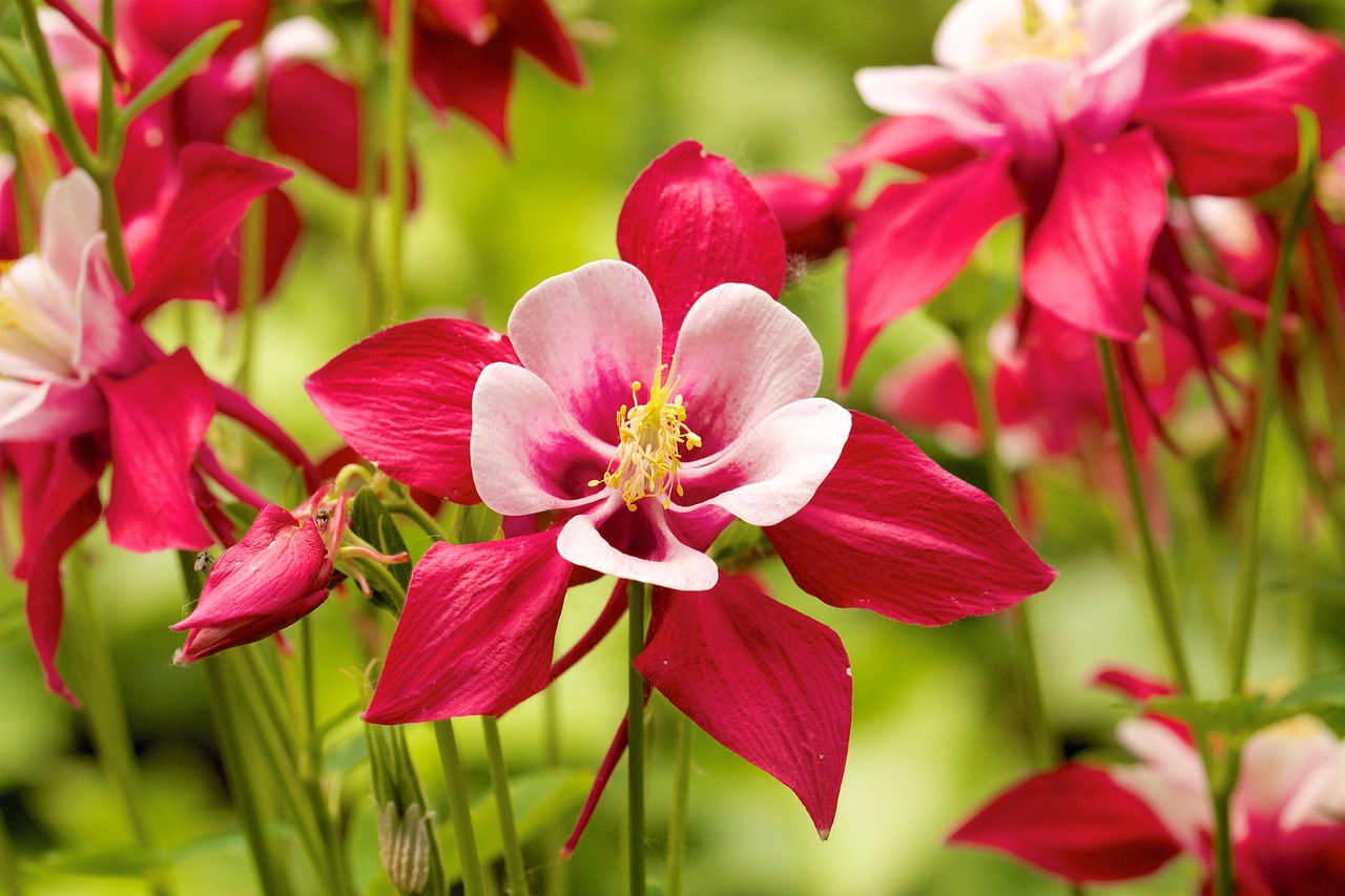 Red columbine flowers