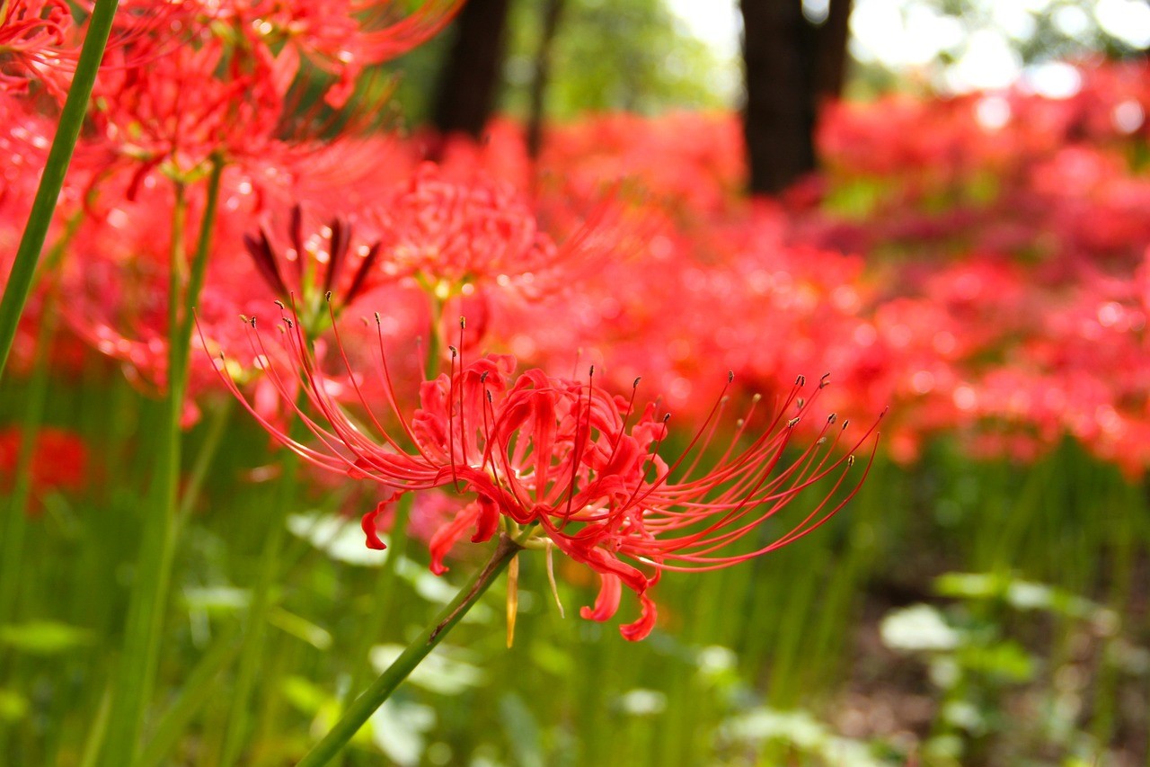Red spider lily