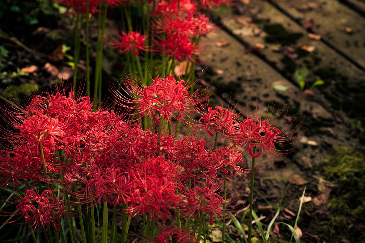 Red sider lilies