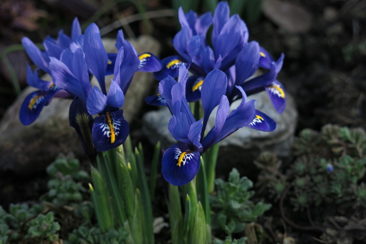 Blue reticulated or dwarf iris flowers