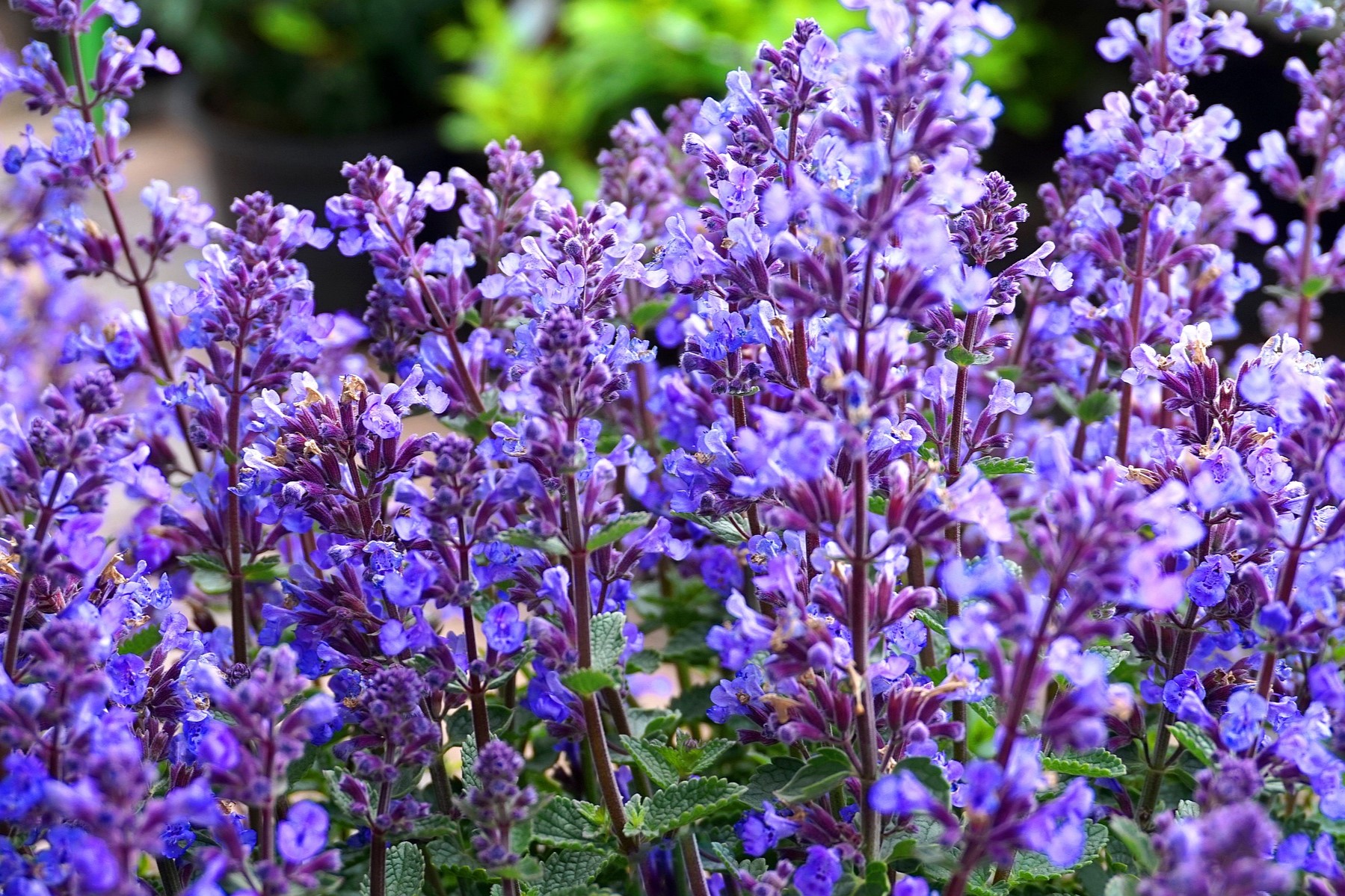 Sage plants close up