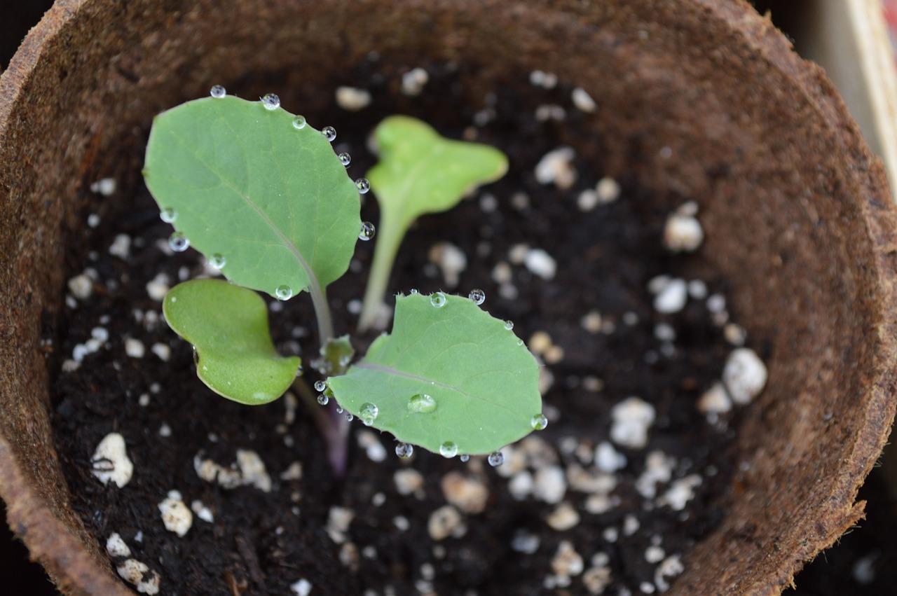 A seedling in a brown pot with perlite in the soil