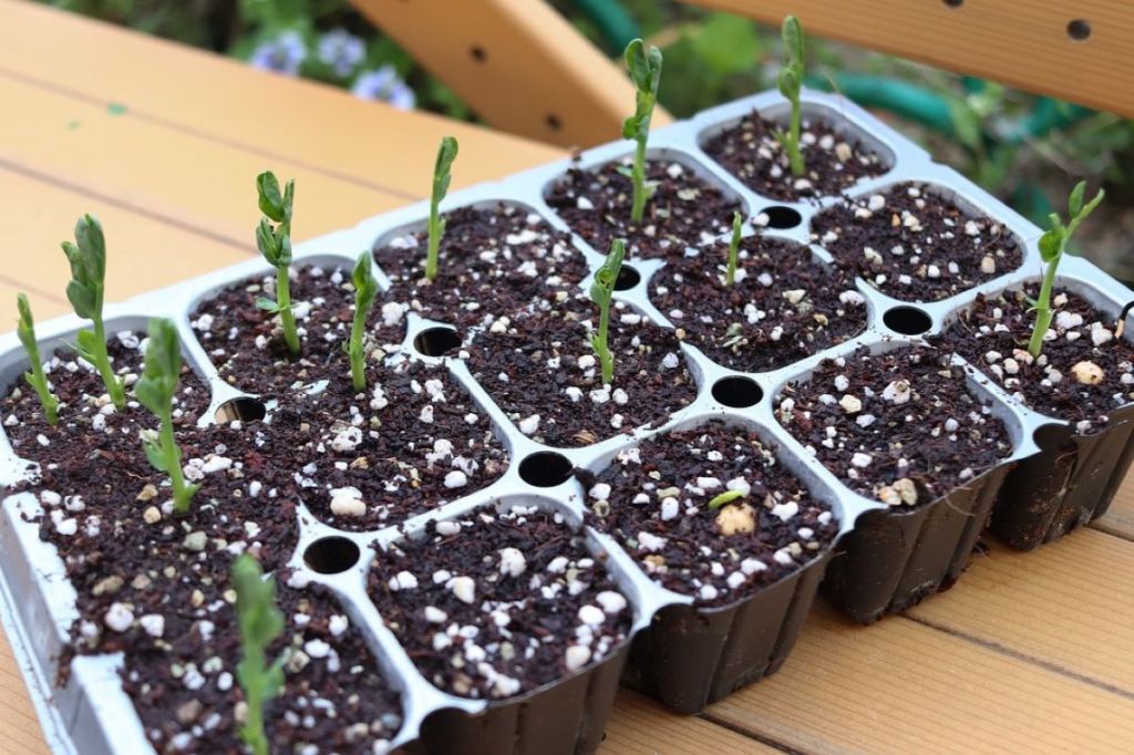 A metal seedling tray full of seedlings with perlite in the soil