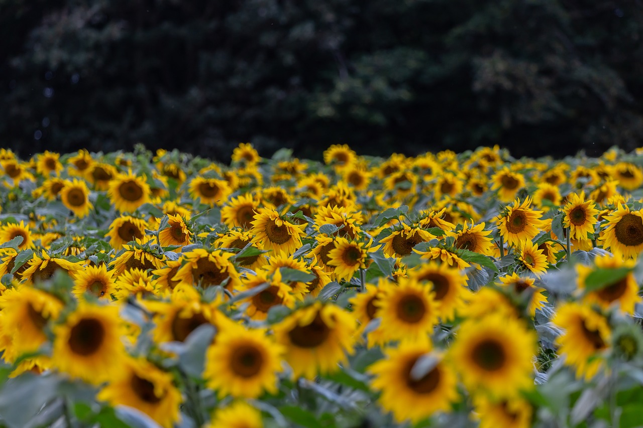 A field of sunflowers