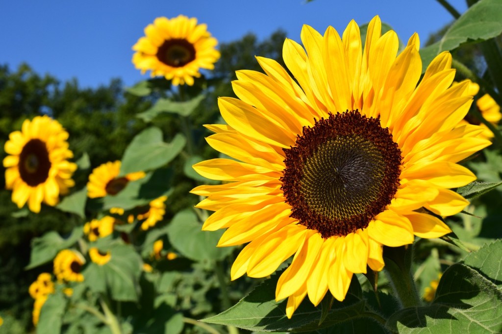 Tall sunflowers