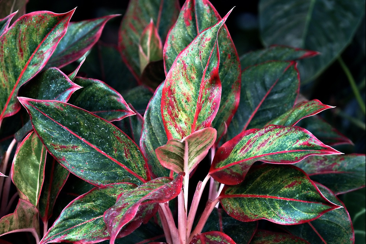 Green and pink aglaonema plants