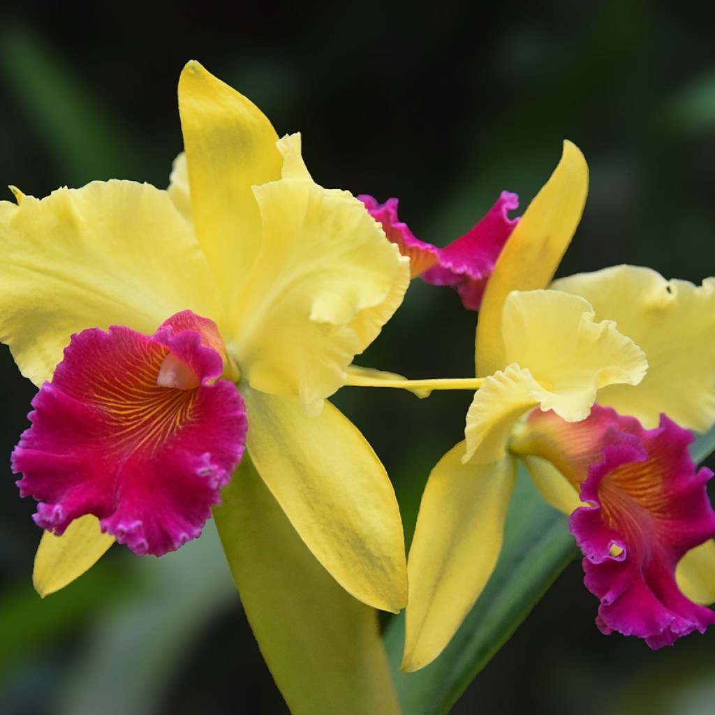 Yellow and pink cattleya orchid flowers