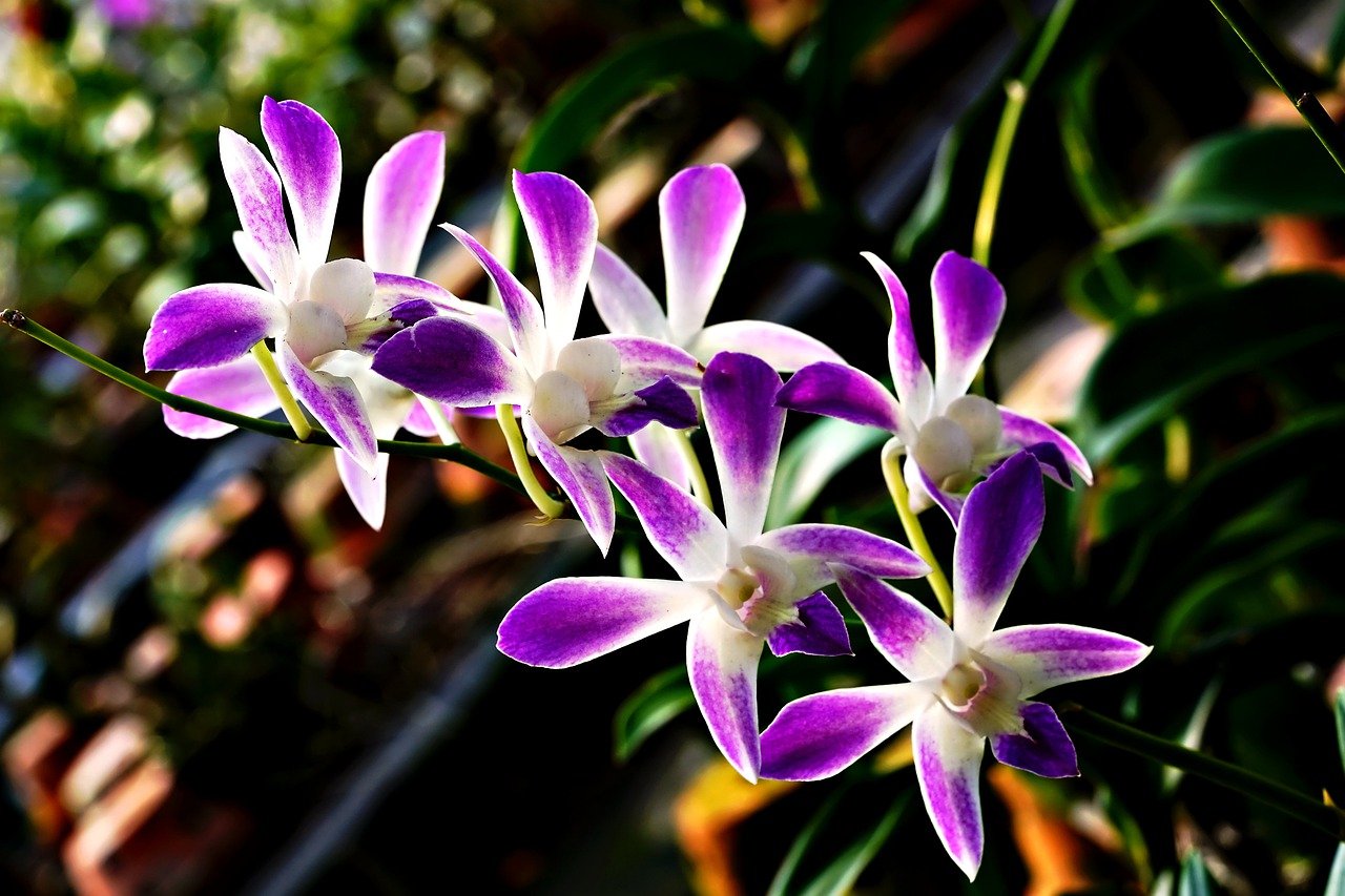 Purple and white dendrobium orchid flowers