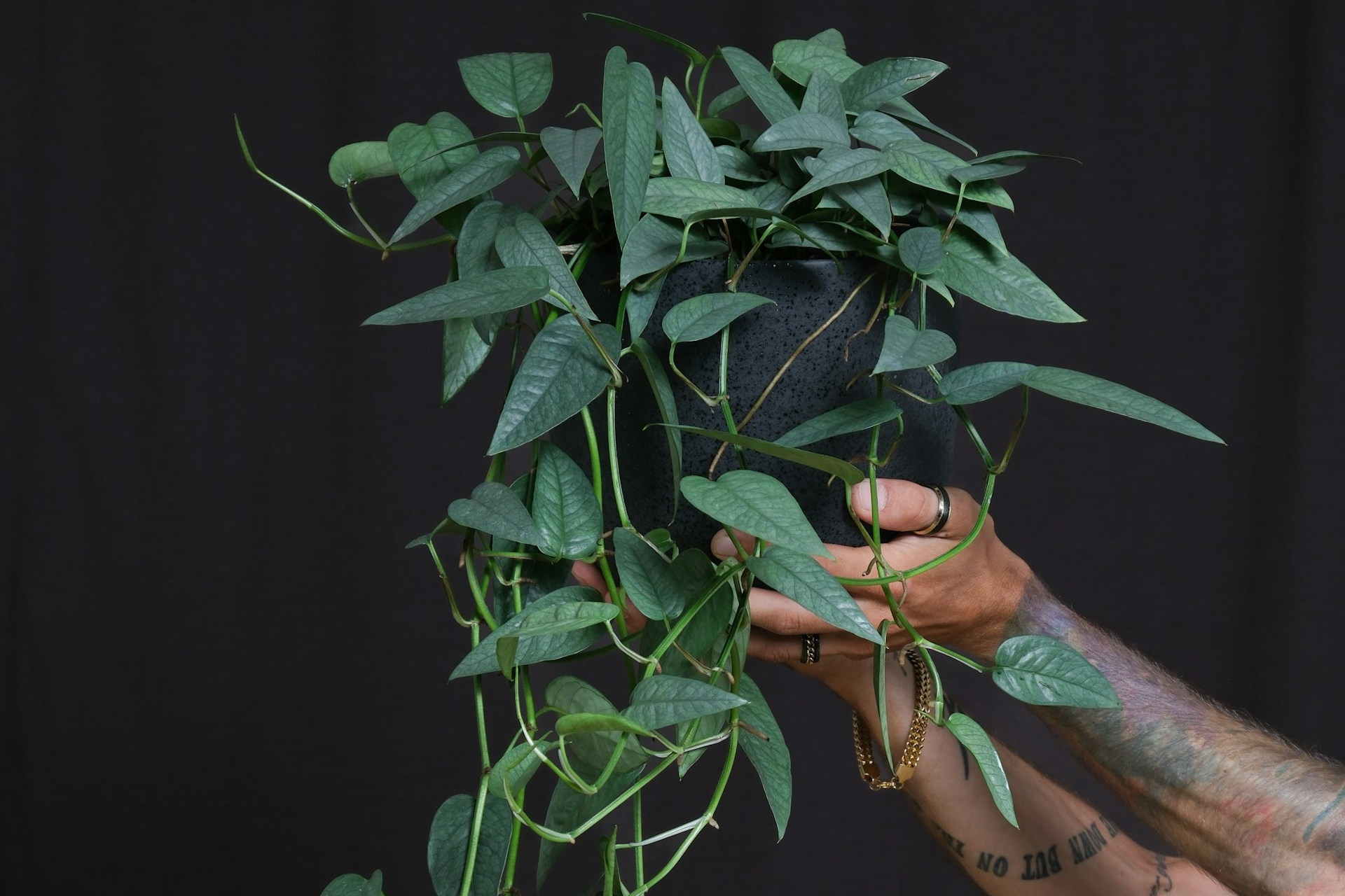 A person holding a potted dragon tail pothos