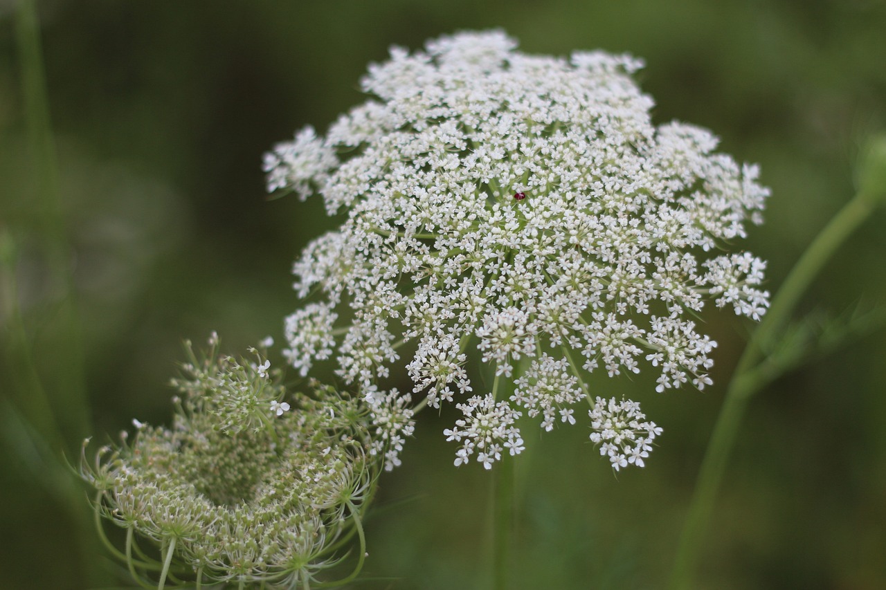 Queen Anne's lace flowers