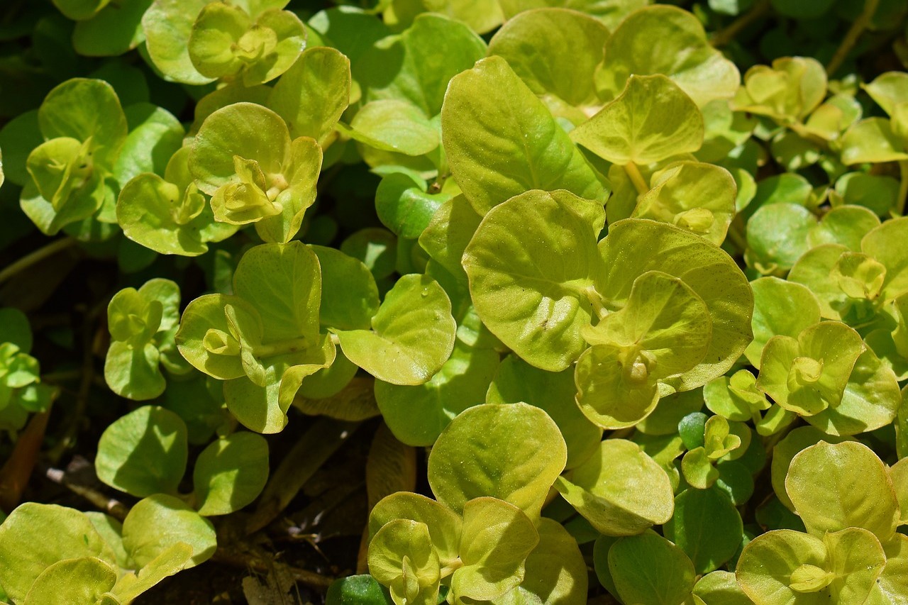 Golden creeping jenny