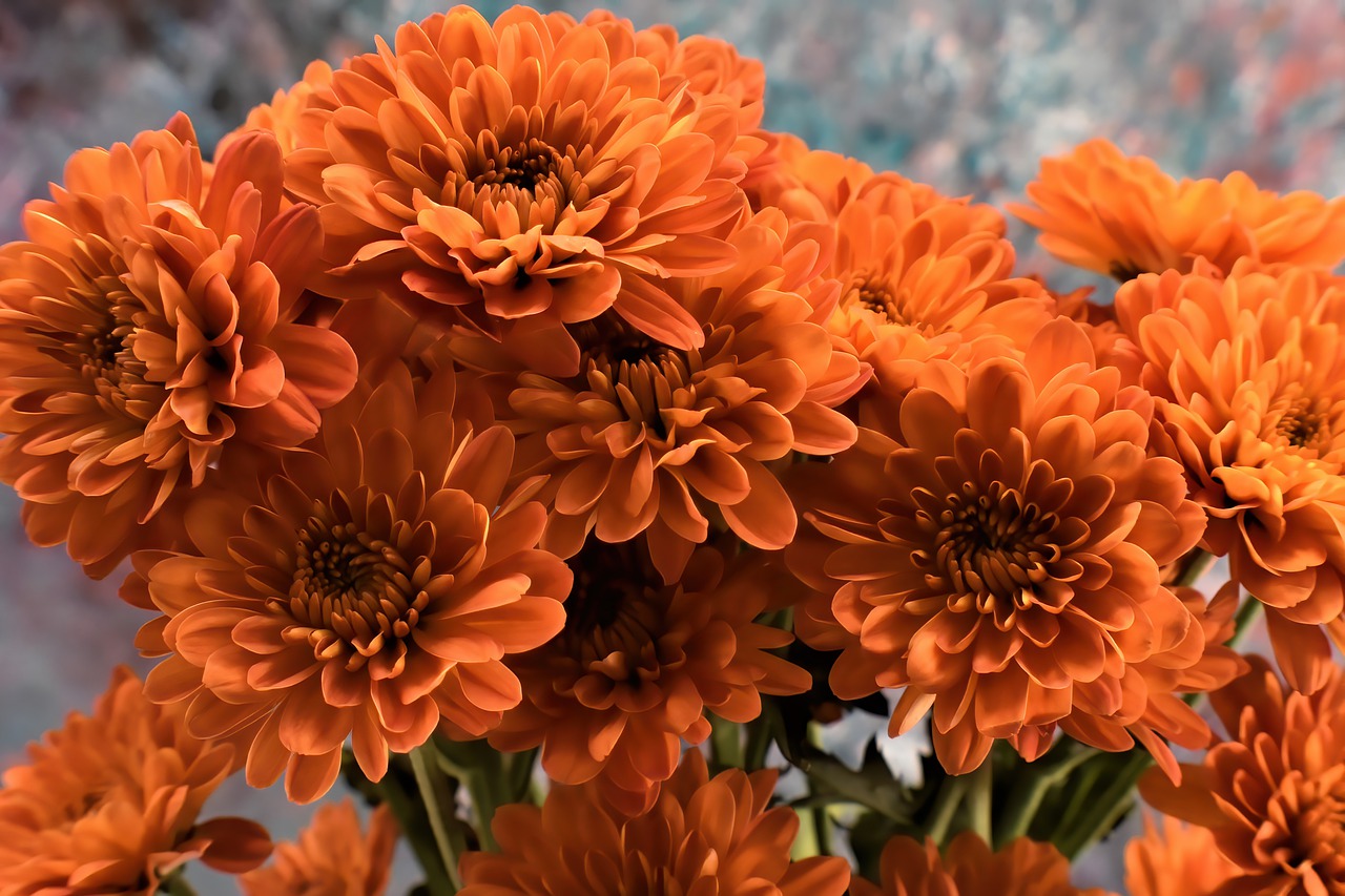 Orange chrysanthemum flowers