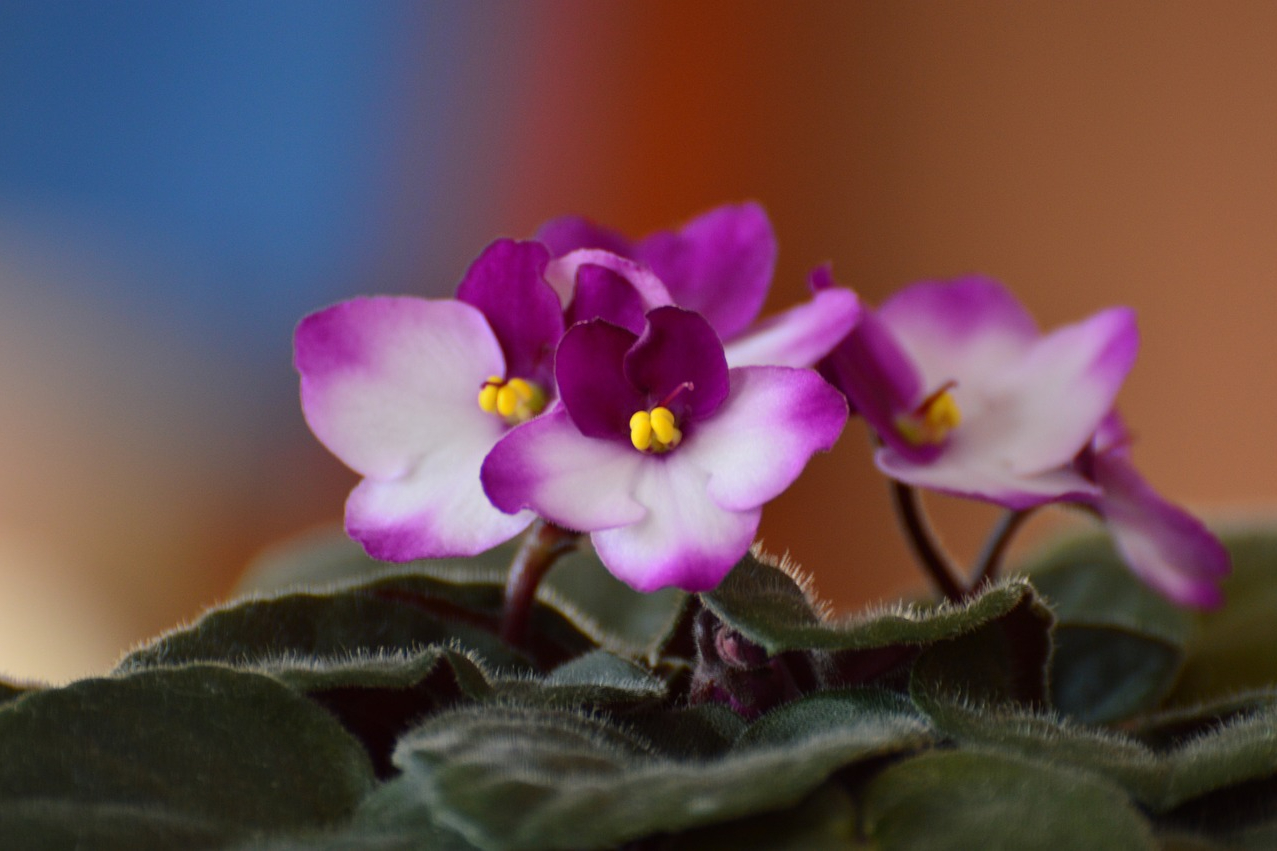 Pink and white African violet flowers
