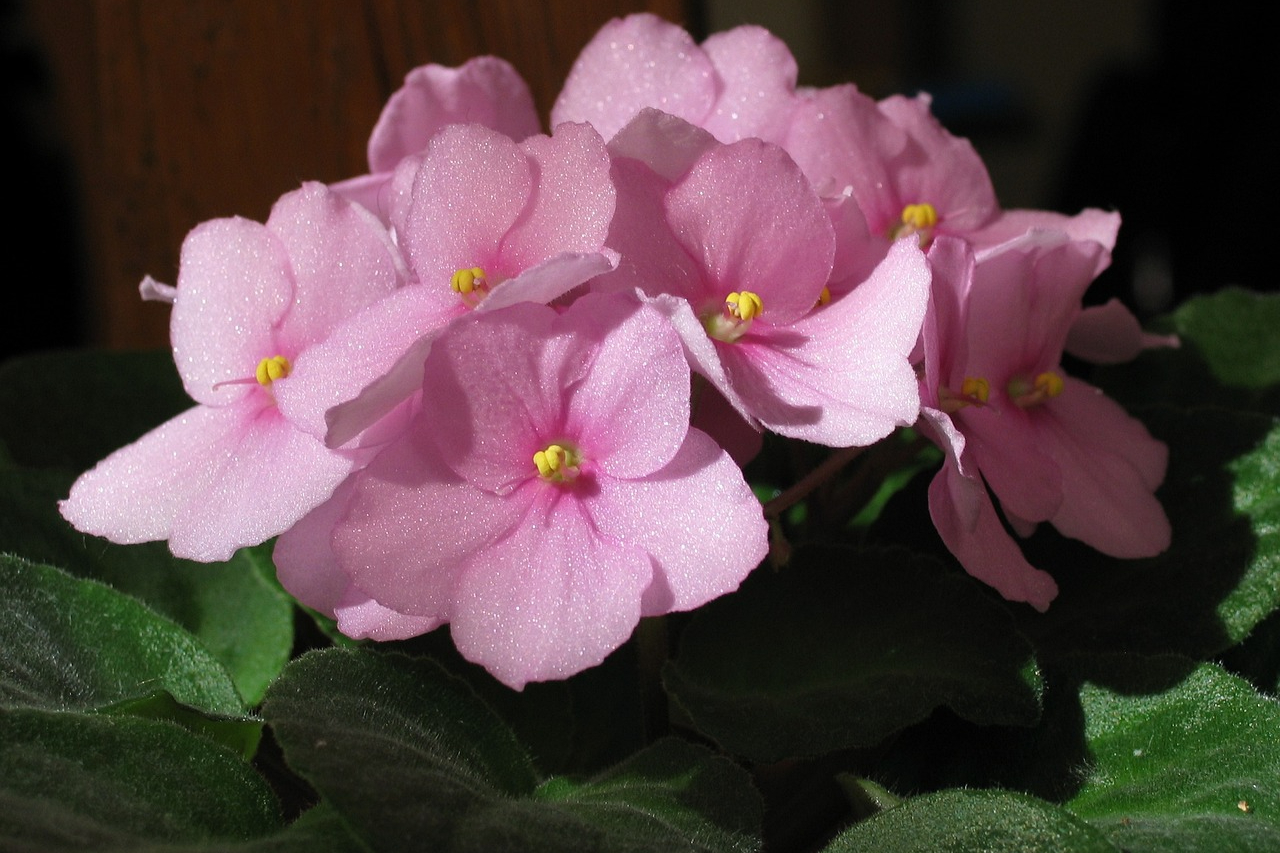 Pink African violet flowers