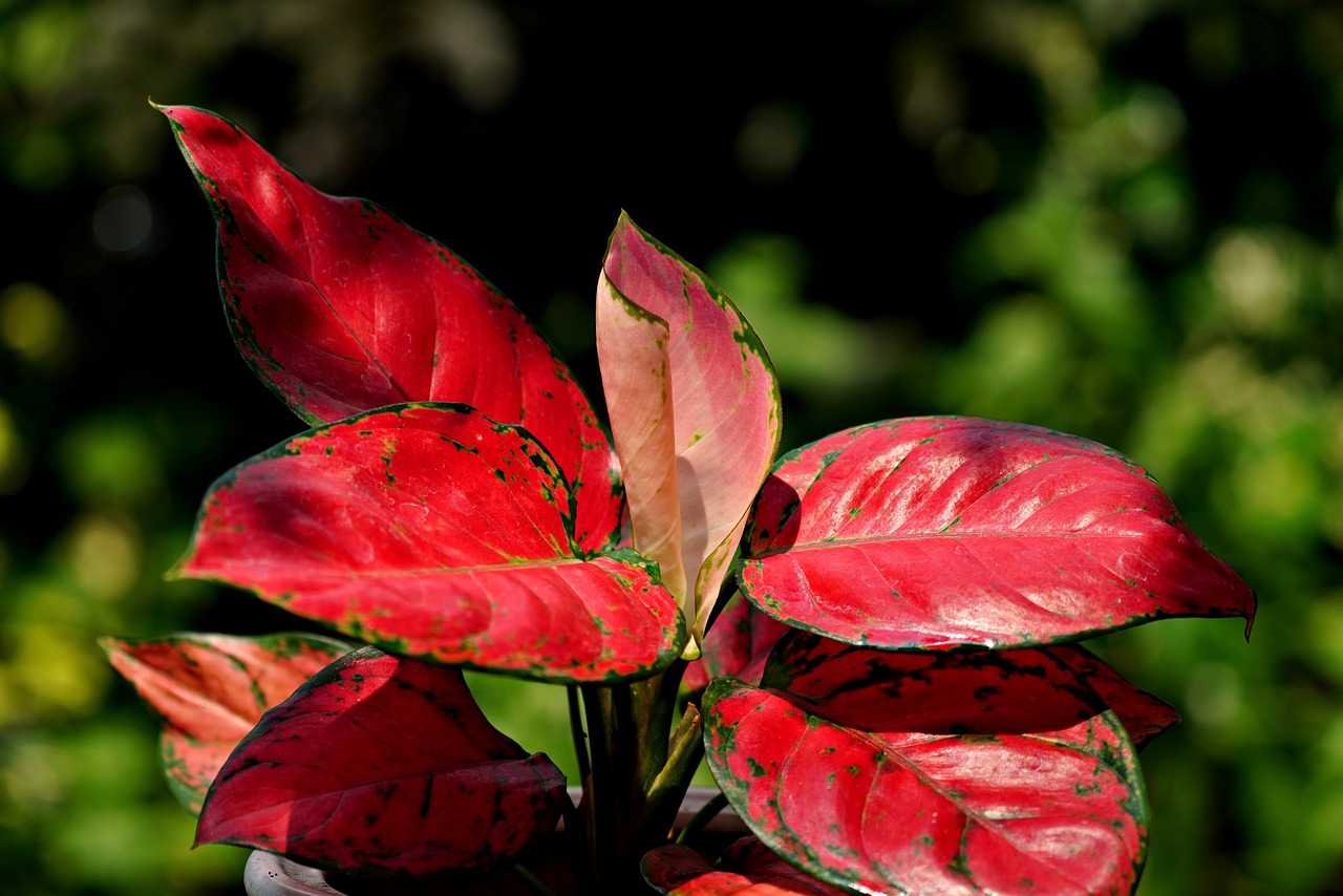 Pink aglaonema plant
