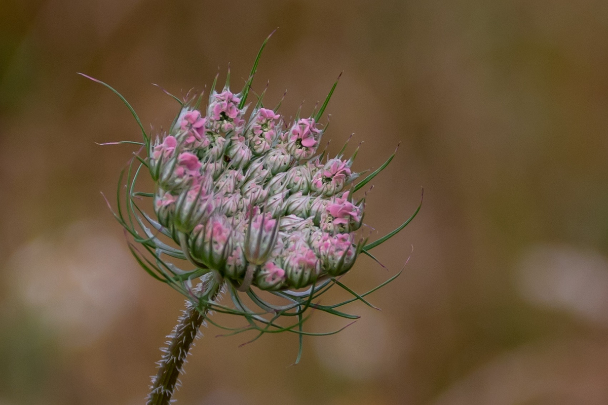 A pink Queen Anne's lace flower still partially closed