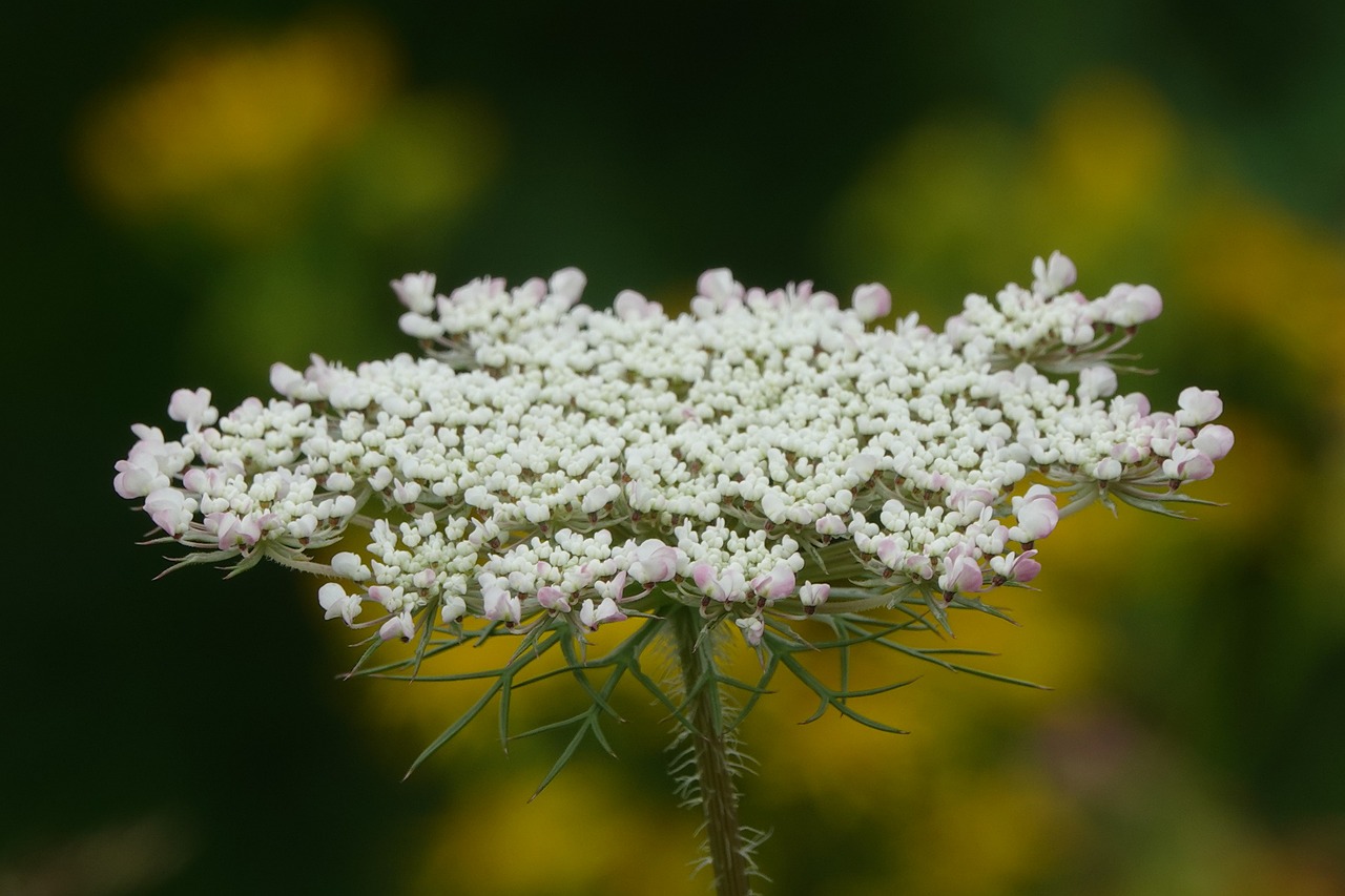 A close up photo of a Queen Anne's lace flower
