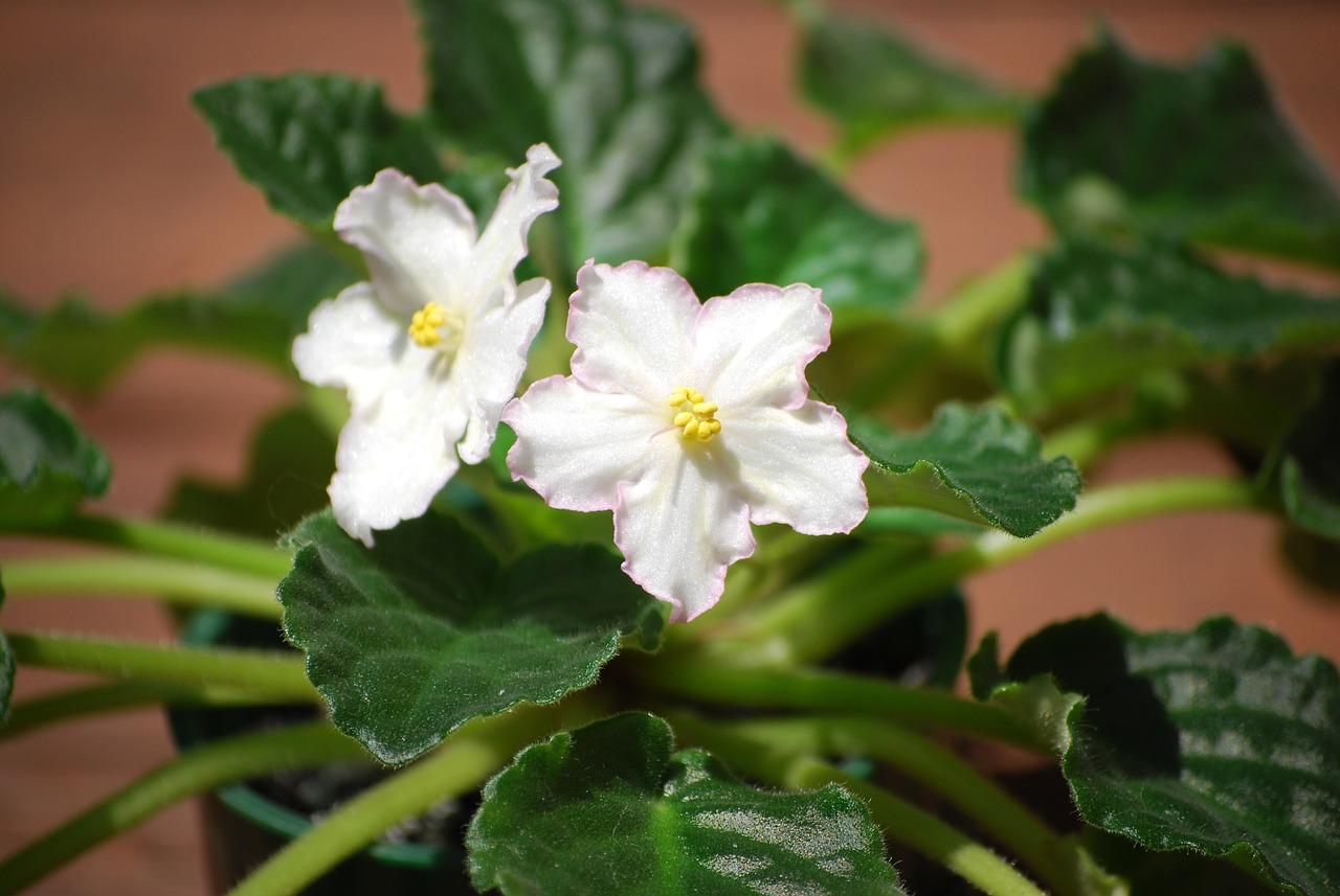White African violet flowers
