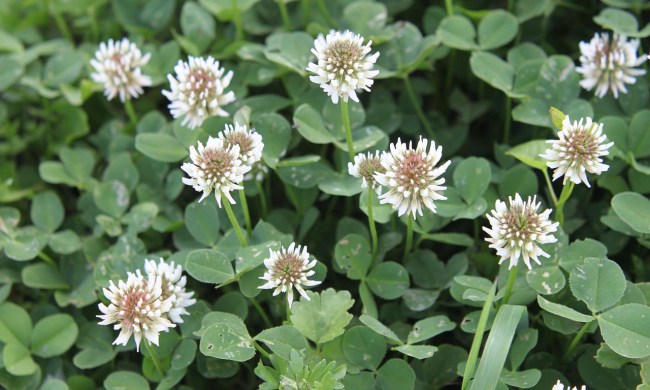 White clover flowers