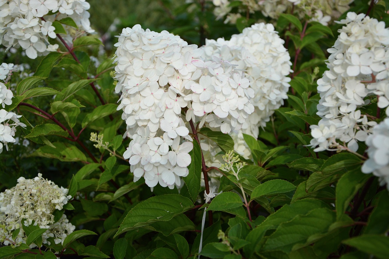 White panicle hydrangea flowers