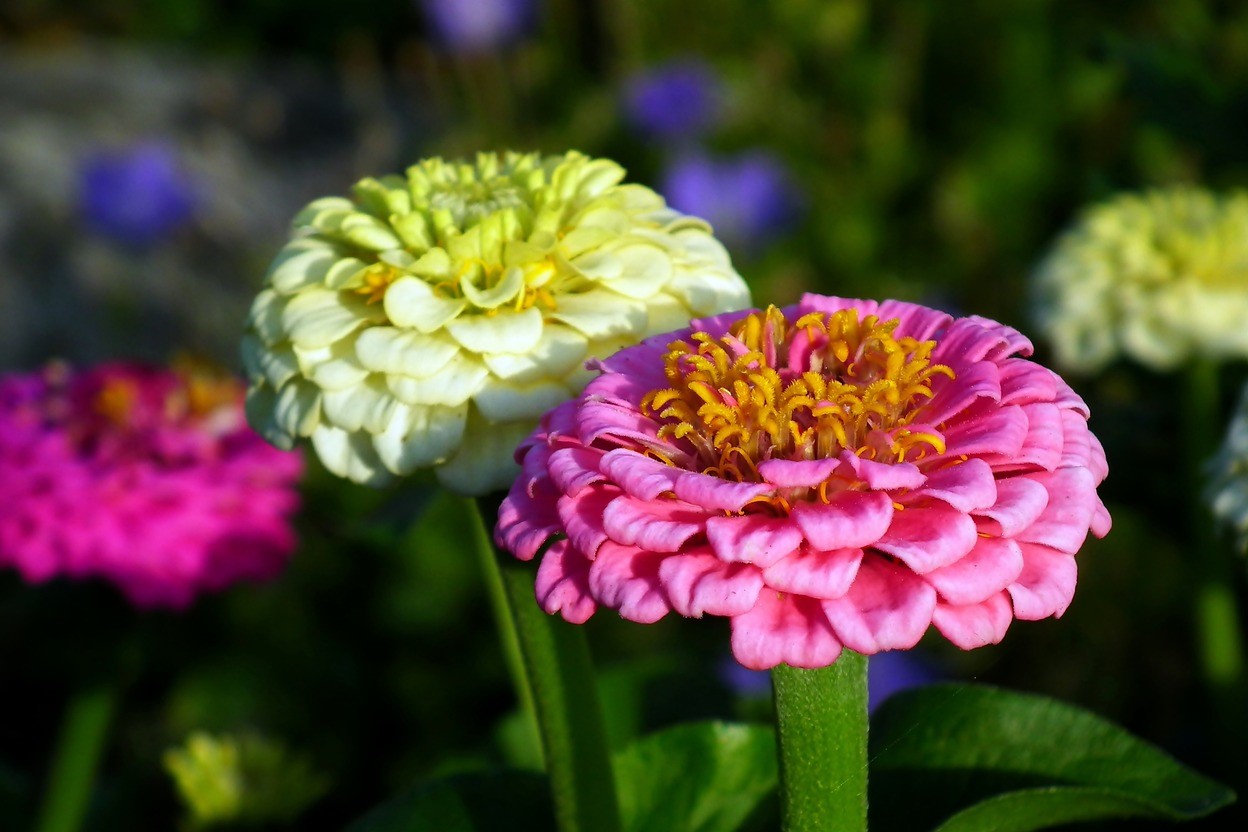 Light pink and pale yellow zinnias