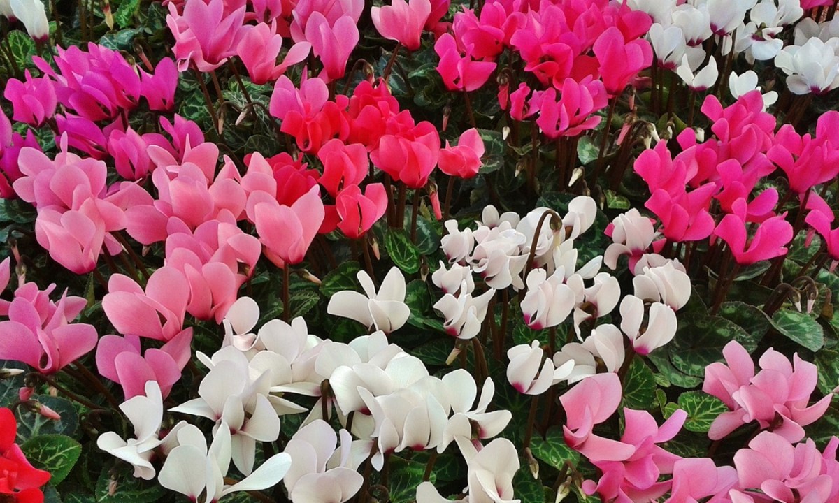 Assorted pink and white cyclamen.
