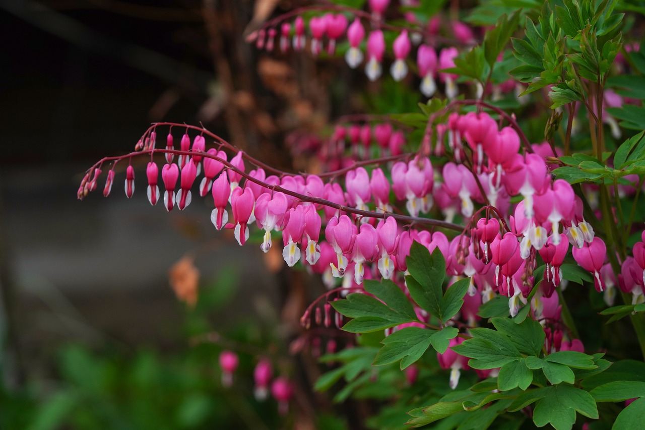 A bleeding heart plant