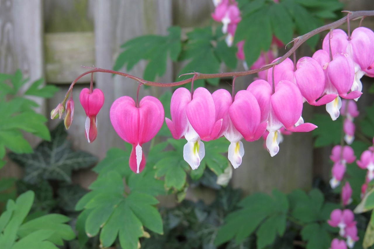 Bleeding heart flowers