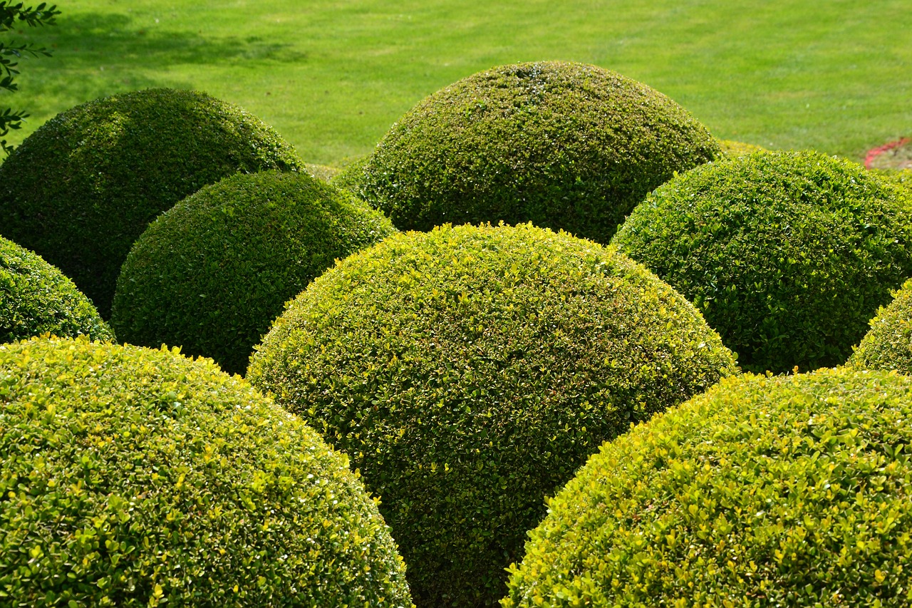 Boxwood shrubs trimmed into spheres