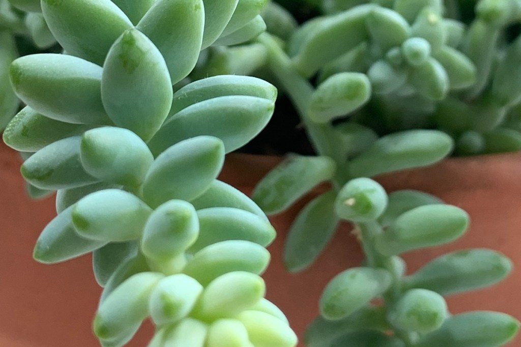 Burro's tail succulents