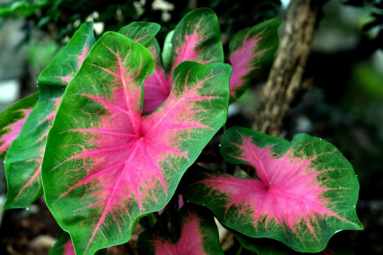 Pink and green caladium leaves