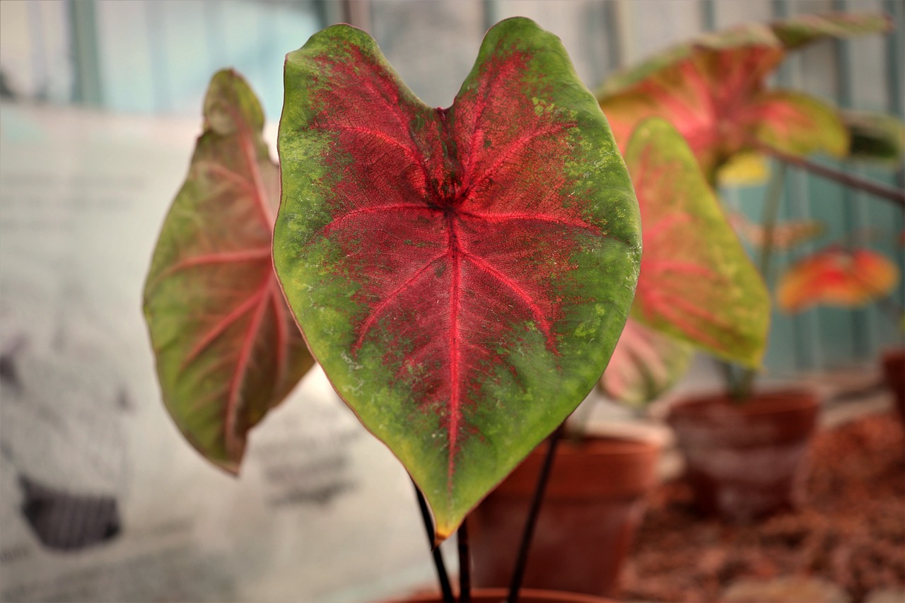 Green and pink caladium plant