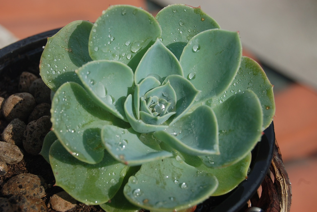 Water or dew droplets on echeveria leaves