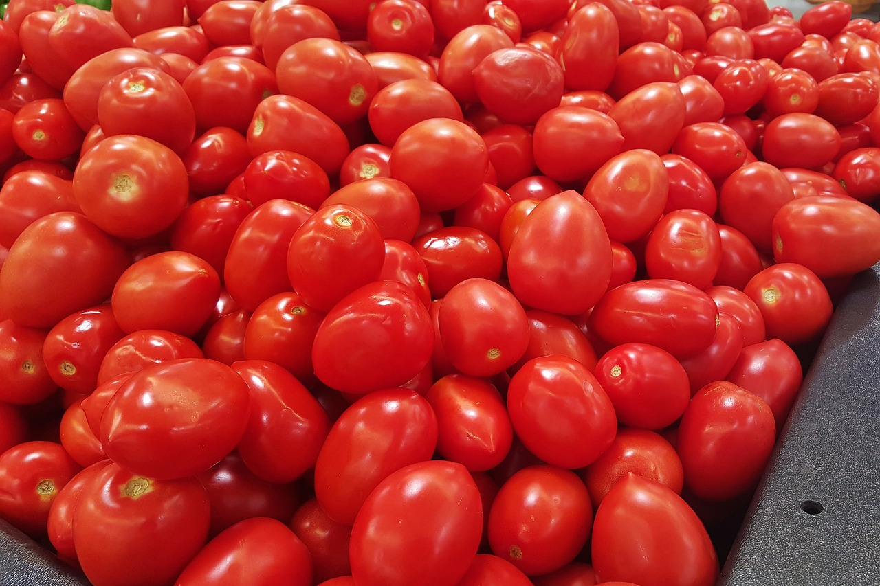 Roma tomatoes harvested and piled together in a bin