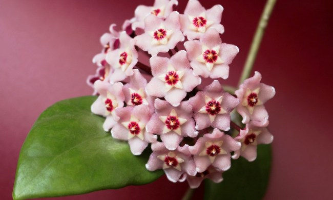 Pink hoya flowers