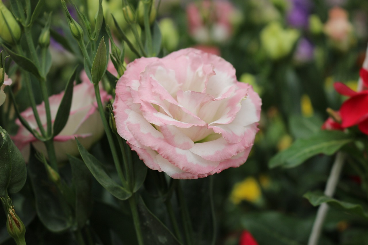 Pale pink and white lisianthus flower