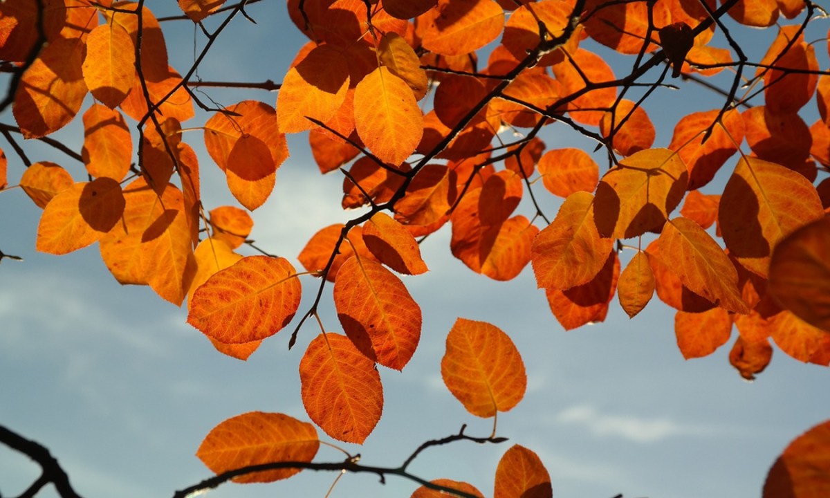 Orange serviceberry leaves